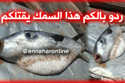 العثور على سمك الأرنب “القاتل” بشواطئ عين تموشنت