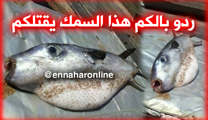 العثور على سمك الأرنب “القاتل” بشواطئ عين تموشنت