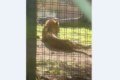 بالصور أسد في حالة كارثية بحديقة الحيوانات لبن عكنون