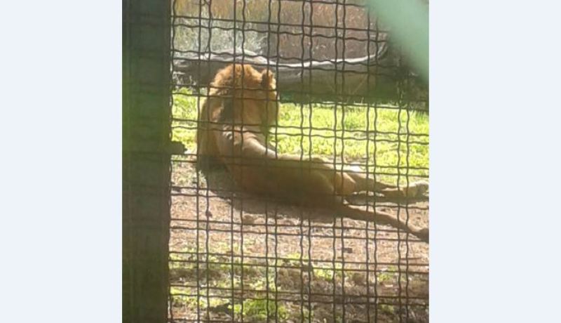 بالصور أسد في حالة كارثية بحديقة الحيوانات لبن عكنون