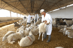 سيدي بلعباس: تجنيد 36 بيطريا لمراقبة الأضاحي