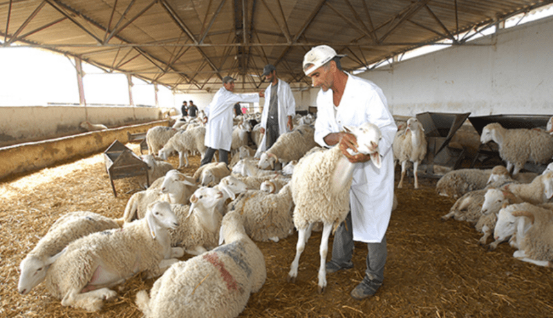 سيدي بلعباس: تجنيد 36 بيطريا لمراقبة الأضاحي