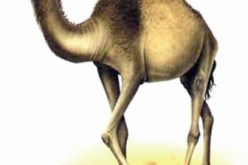 أعشاب سامة تقتل حوالي 20 رأسا من قطيع الإبل بالبيض