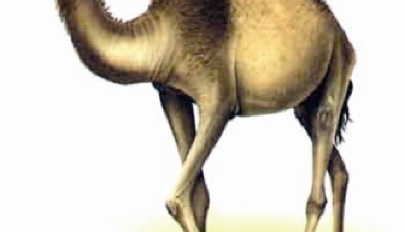 أعشاب سامة تقتل حوالي 20 رأسا من قطيع الإبل بالبيض