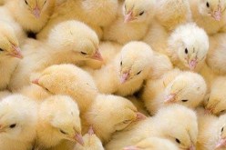 هلاك 6000 صوص إثر حريق ببيتين بلاستيكيين في قسنطينة