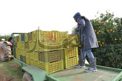 600 مليار ديون الفلاحين لدى وزارة المالية منذ 1987