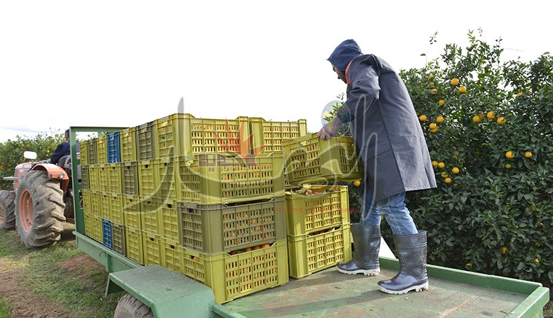 600 مليار ديون الفلاحين لدى وزارة المالية منذ 1987