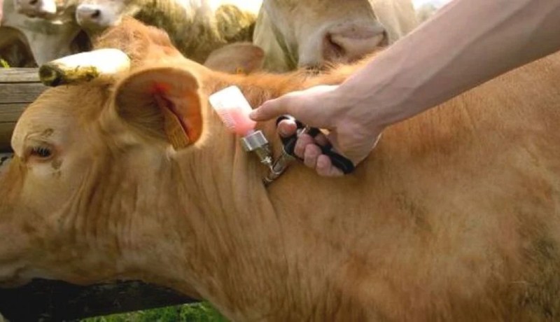 عملية إعادة التلقيح للأبقار ضد الحمى القلاعية تجاوزت 80 بالمائة