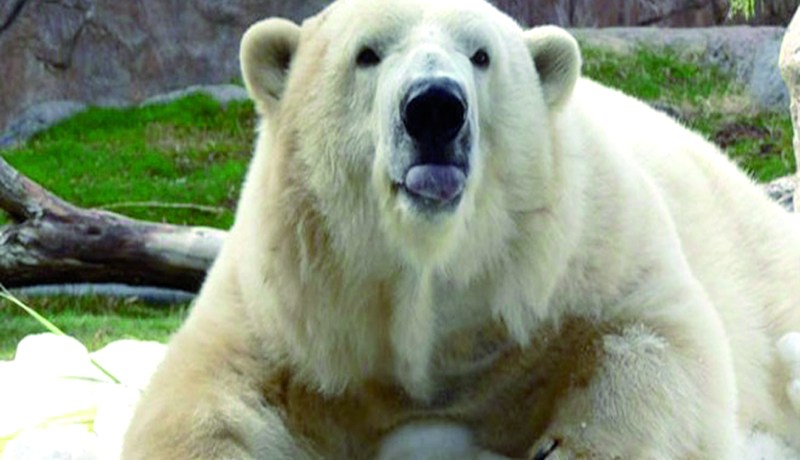 هلاك أكبر دبة قطبية أمريكية الجمعة الماضي عمرها 34 عاما