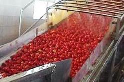 أويحيي مطلوب لدى أصحاب وحدات الطماطم المصبرة بالشرق