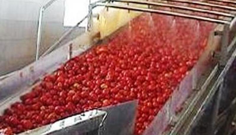 أويحيي مطلوب لدى أصحاب وحدات الطماطم المصبرة بالشرق