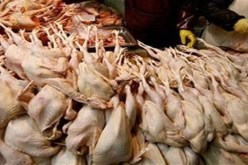 حجز قرابة قنطارين من اللحوم البيضاء فاسدة في مطاعم البيض