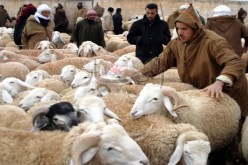 الدرك يوقف شخصين ويسترجع قطيع ماشية في البيض