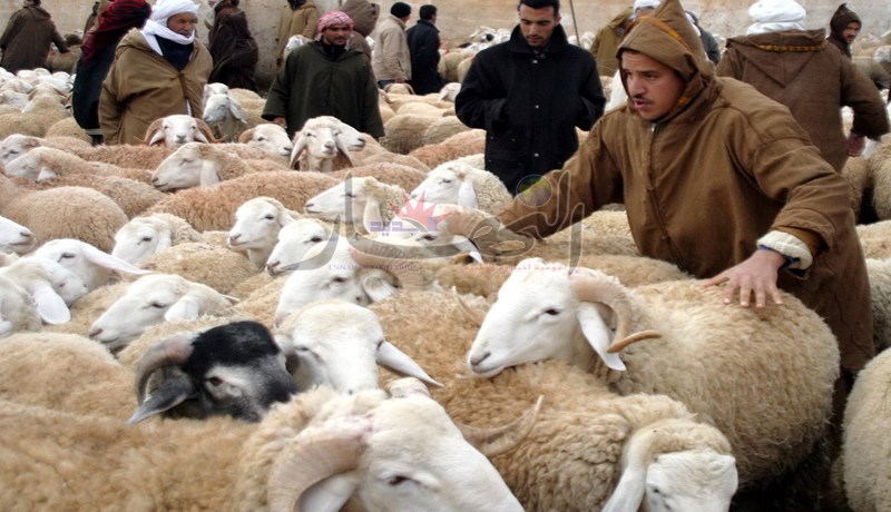 الدرك يوقف شخصين ويسترجع قطيع ماشية في البيض