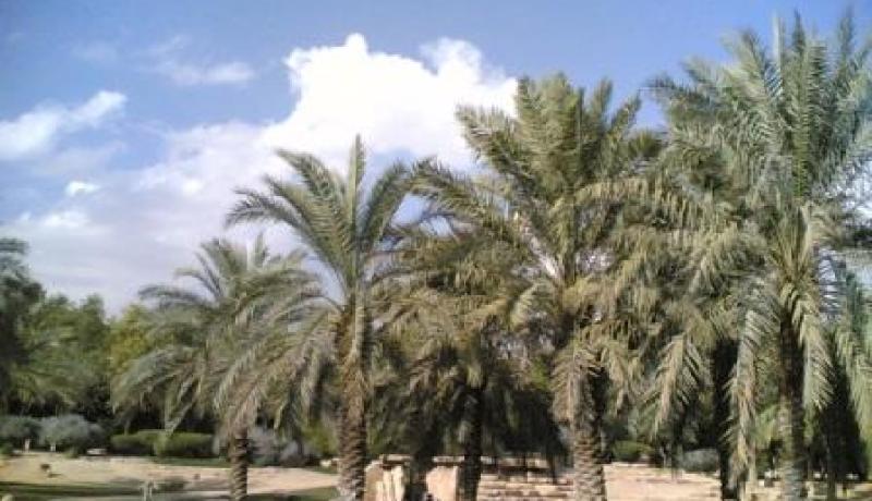 تخصيص 140 مليون دج لإعادة تهيئة واحات النخيل بولاية ورقلة