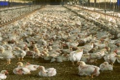 رصد أكثر من 87 مليون دح لتأهيل 16 مدجنة في تيزي وزو