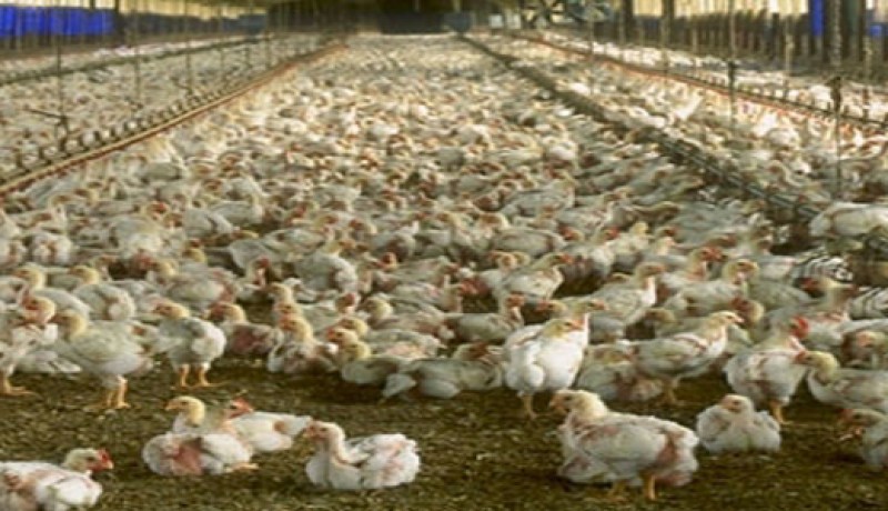 رصد أكثر من 87 مليون دح لتأهيل 16 مدجنة في تيزي وزو