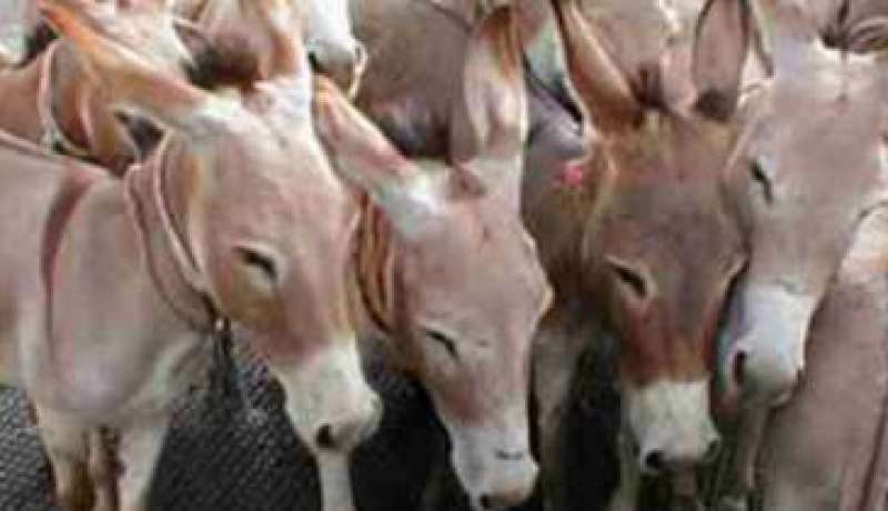 إسرائيل تطلب من مصر شراء 100 ألف حمار