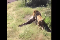 بالفيديو.. هجوم أسد على مالك حديقة سفاري جنوب إفريقيا