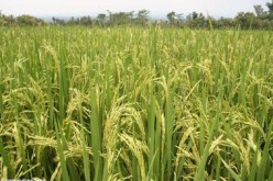 عشرة بالمئة من محصول الارز في الصين ملوث بمعادن سامة