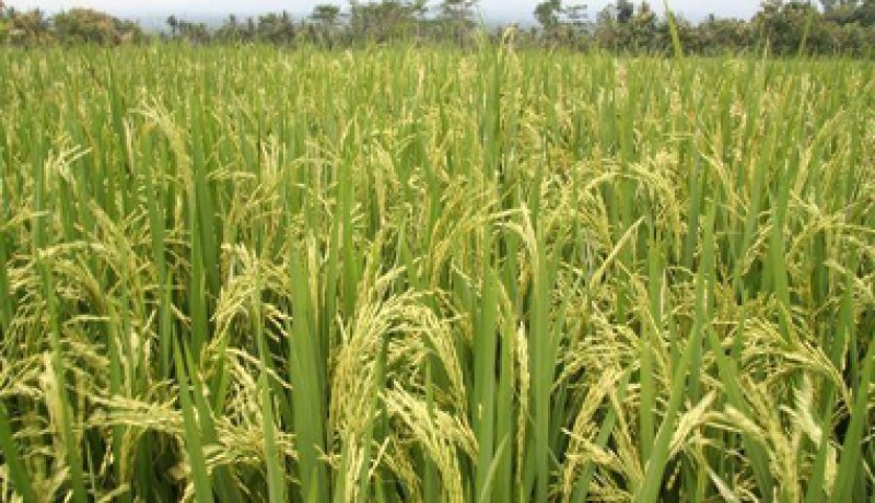 عشرة بالمئة من محصول الارز في الصين ملوث بمعادن سامة