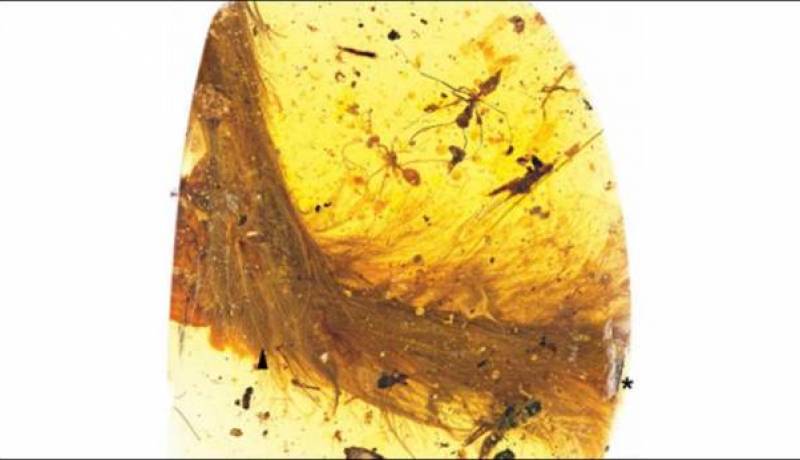 اكتشاف نادر لذيل ديناصور عمره 99 مليون عام