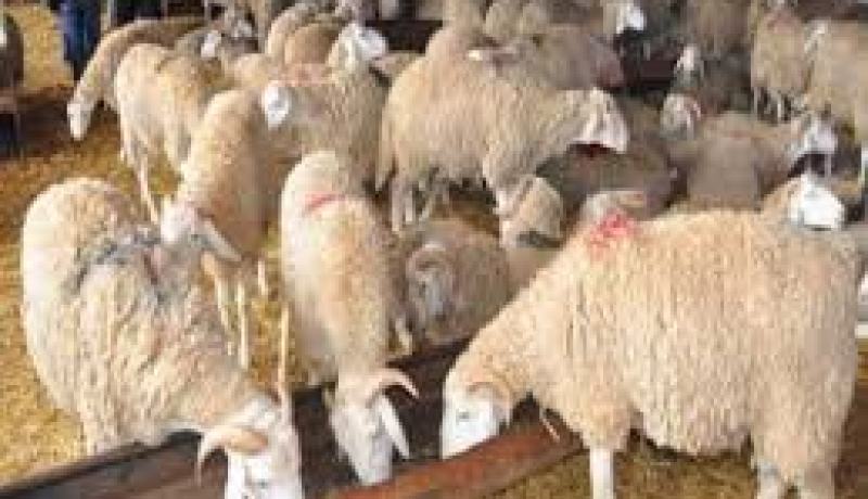 الإستلاء على 17 رأس غنم في الأغواط