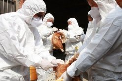 تسجيل حالات جديدة من انفلونزا الطيور في ألمانيا