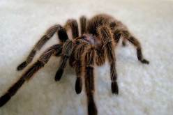 علماء أستراليون يستخدمون سم العنكبوت في مكافحة سرطان الثدي