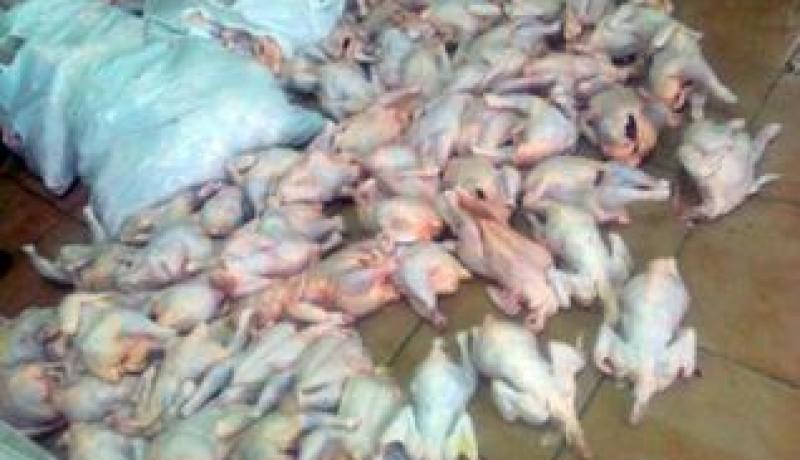 حجز بتبسة 700 كلغ من لحم الدجاج غير صالح للاستهلاك