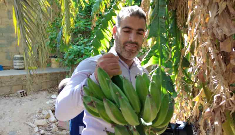 الوادي: نجاح تجربة زراعة الموز وسط النخيل ومطالب بتوسعها