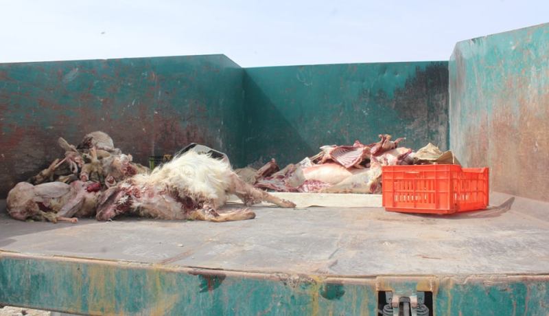 المسيلة: حجز 386 كغ من اللحوم الفاسدة بسوق أسبوعي في حمام الضلعة