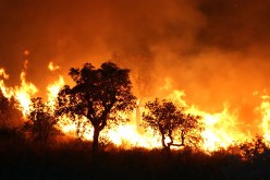 حرائق مشبوهة تشرّد عشرات العائلات وتلتهم بساتين واسطبلات في سكيكـدة