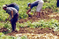 بن عيسى:''الإستفادة من بطاقة فلاح سيكون فقط وفق الإجراءات القانونية''