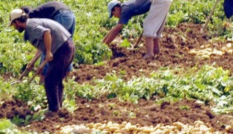 نحو تخصيص 200 هكتار بمنطقة سلمانة (تيسمسيلت) لانشاء مستثمرات فلاحية جديدة