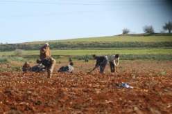 بطاقات مهنية للمستثمرين الفلاحيين لتمييزهم عن المزيفين وعقوبات صارمة لكل من يزوّر البطاقة