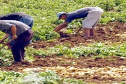 الشروع في إحصاء المستثمرات الفلاحية المتضررة جراء التقلبات الجوية بالمدية