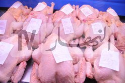 روبايين: مربو الدواجن أفلسوا ..وارتفاع حاد في الأسعار بداية سبتمبر