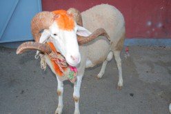 اللعب بقرون الكباش اللعبة التي تجعل الكبار ينحون لفترة الصبا