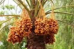 المجتمع المدني له دور فاعل في اقتراح الحلول للتنمية الإقتصادية محليا