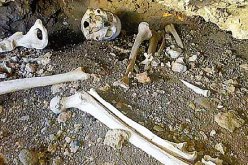 العثور بتيسمسيلت على هيكل عظمي قد يكون لحيوان مجهول