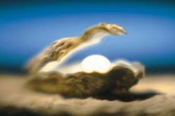 الموافقة على مشروعين لتربية “بلح البحر” و”المحار” بوهران