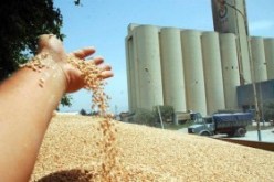 إحباط محاولة تهريب أكثر من 13 طنا من القمح نحو المغرب في تلمسان