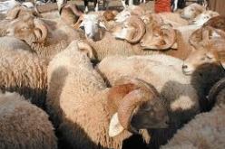 رعية أجنبي يحتال على المواطينين في بيع المواشي بالبليدة