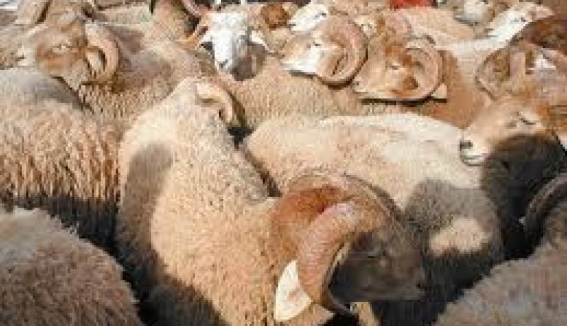 رعية أجنبي يحتال على المواطينين في بيع المواشي بالبليدة