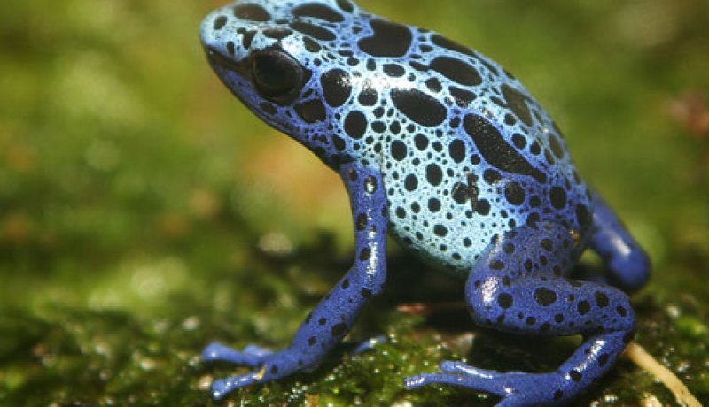 الضفادع والحيوانات البرمائية الصغيرة تتنبأ بالزلزال قبل حدوثه