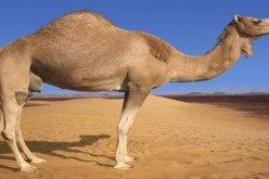 عيد الجمل في طبعته الثانية قريبا بتمنراست