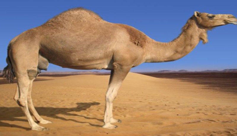 عيد الجمل في طبعته الثانية قريبا بتمنراست