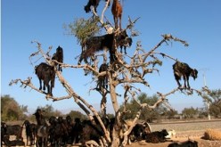 إعداد أول خريطة علمية حول مناطق انتشار شجرة الأرقان بتندوف