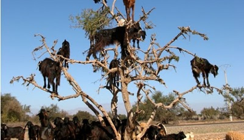 إعداد أول خريطة علمية حول مناطق انتشار شجرة الأرقان بتندوف